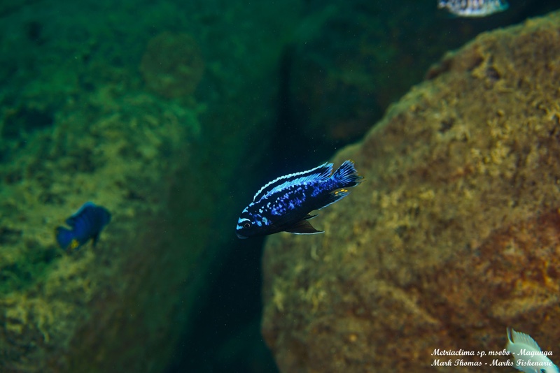 Maylandia sp. 'msobo' Magunga